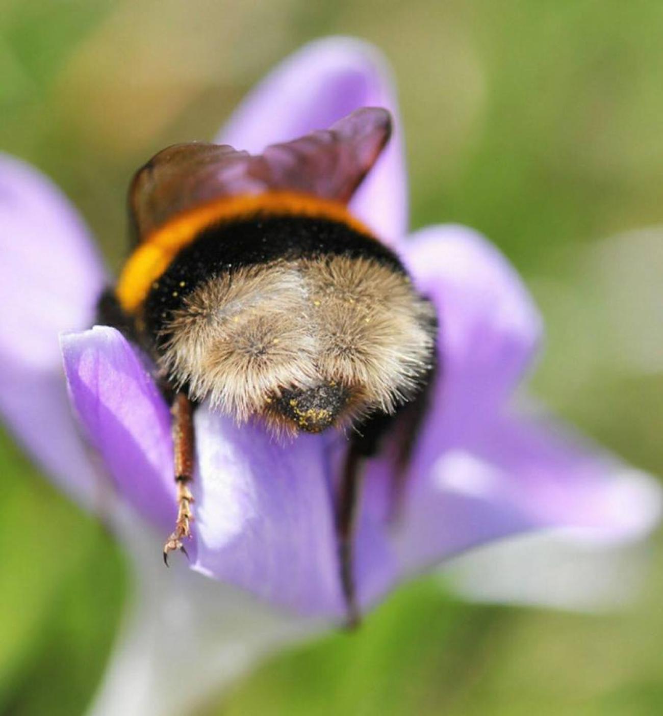 Biodiversitätsinitiative - Was alle anderen Parteien übersehen