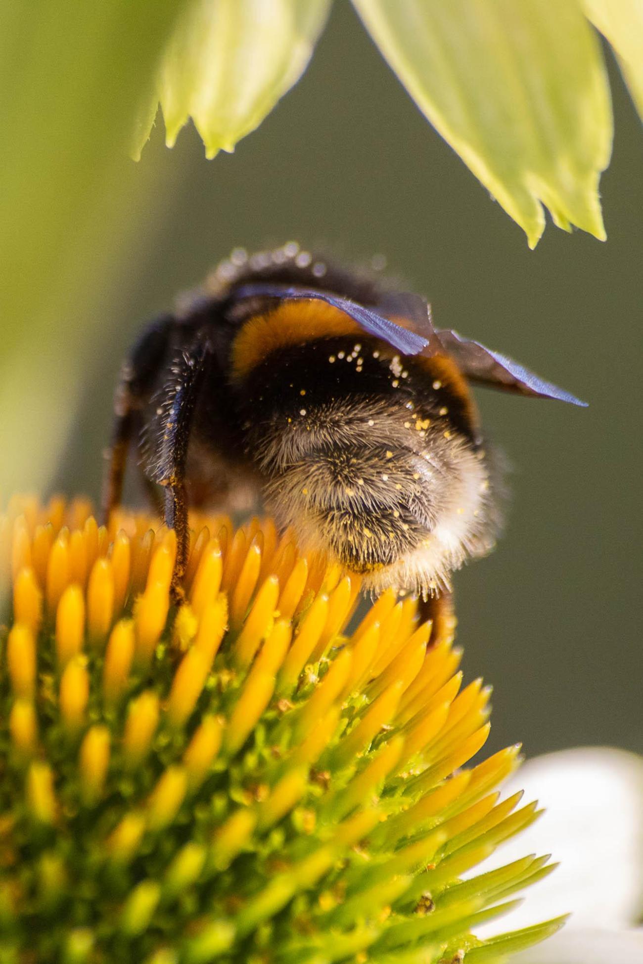 Biodiversitätsinitiative - Was alle anderen Parteien übersehen