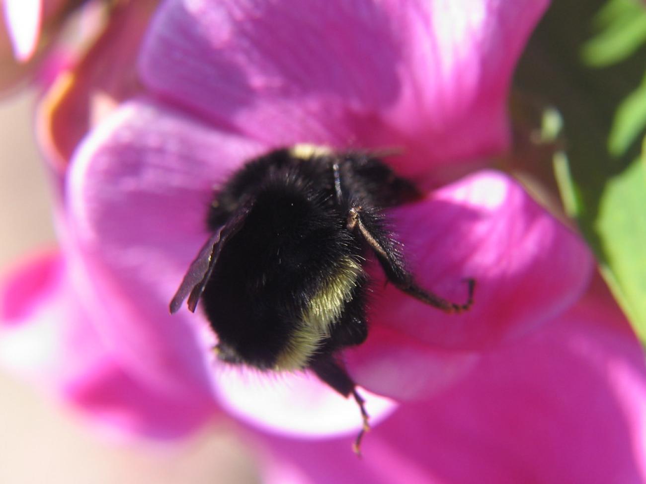 Biodiversitätsinitiative - Was alle anderen Parteien übersehen