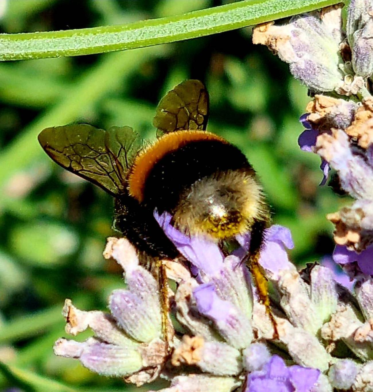 Biodiversitätsinitiative - Was alle anderen Parteien übersehen