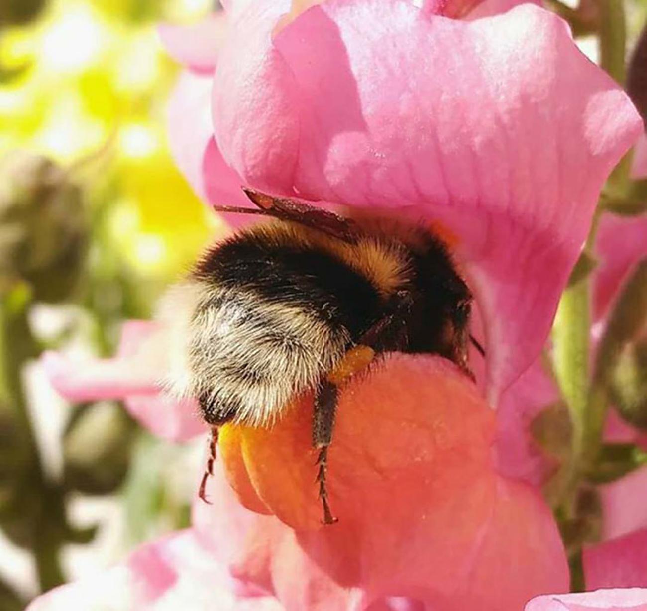 Biodiversitätsinitiative - Was alle anderen Parteien übersehen