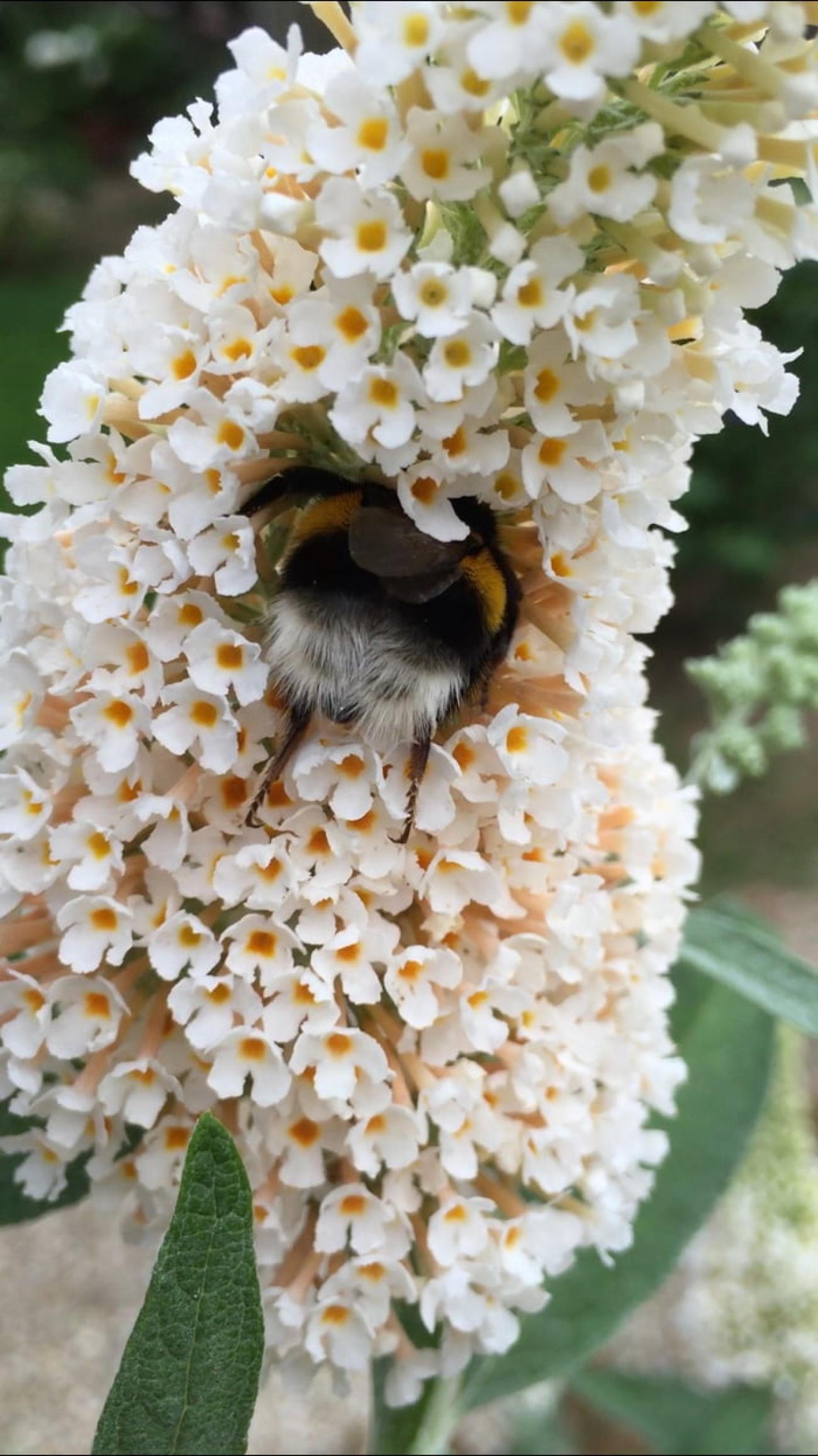 Biodiversitätsinitiative - Was alle anderen Parteien übersehen