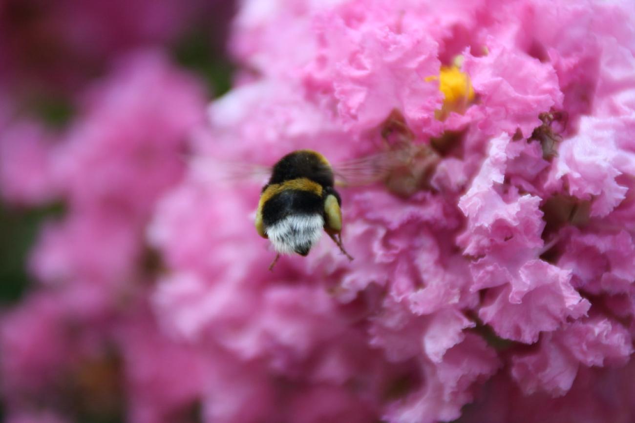 Biodiversitätsinitiative - Was alle anderen Parteien übersehen