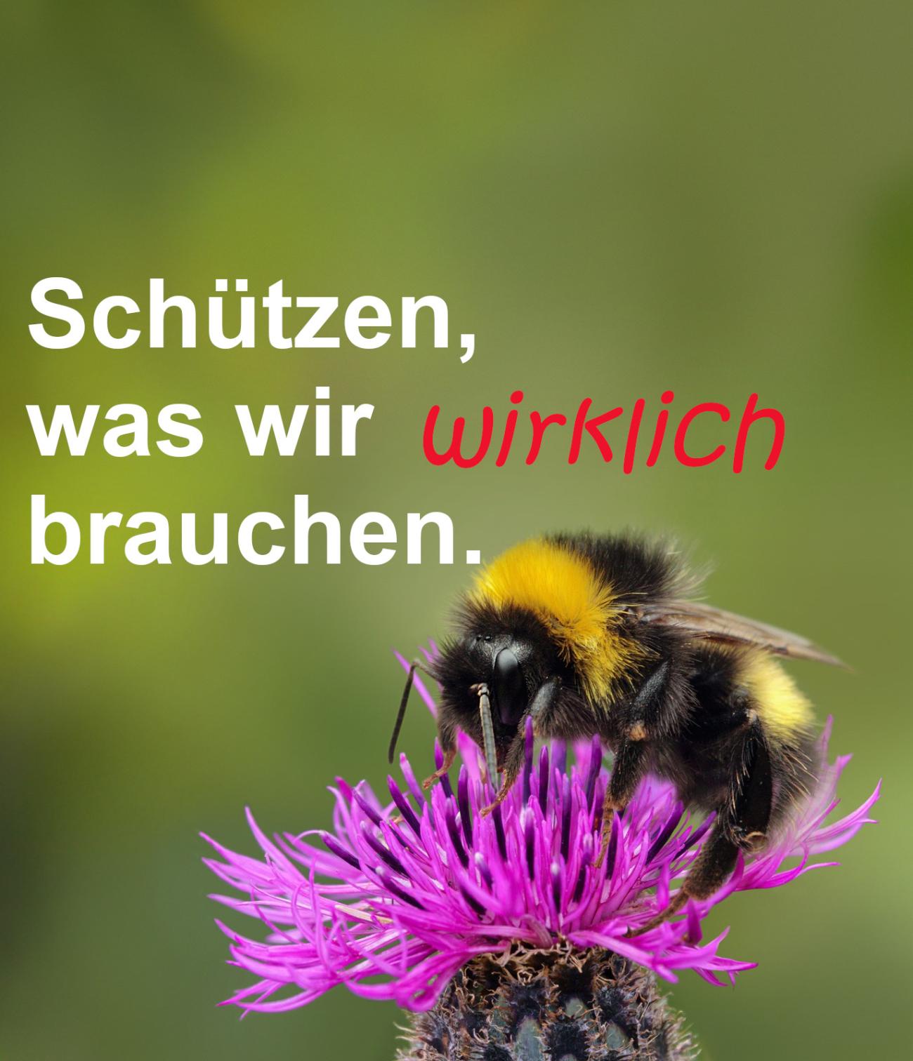 Biodiversitätsinitiative - Was alle anderen Parteien übersehen